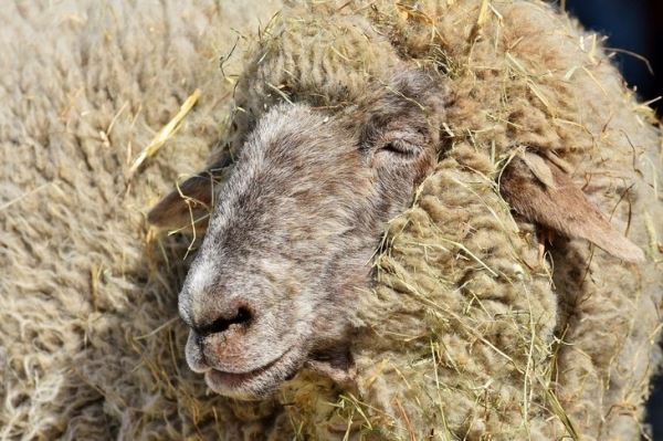 В Волгограде подведены итоги XXII Российской выставки племенных овец и коз