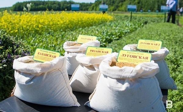 В Татарстане половина районов приступили к уборке озимых зерновых культур