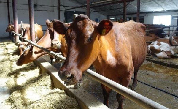 В 2022 году поголовье специализированного мясного скота в Крыму выросло в 2,3 раза по сравнению с прошлым годом