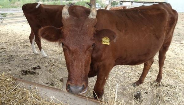 В Крым завезли крупный рогатый скот калмыцкой породы