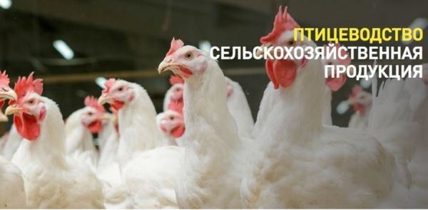 В рамках ПМЭФ-2022 банк «Траст» и Правительство Республики Башкортостан подписали соглашение о развитии птицеводческого направления